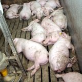 VGT begrüßt Verbesserungen für Schweine im Tierschutzgesetz, ortet Verbesserungsbedarf für andere Tierarten