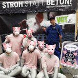 Erfolg der Schweine-Vollspaltenboden Kampagne des VGT