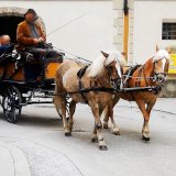 Trotz angeblicher Pension: 36-jährige Stute Paula muss weiterhin Kutschen durch Salzburg ziehen
