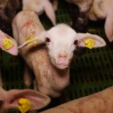 Medienspiegel: Tiermast-Skandal um qualvoll sterbende Schafe, Rinder in Gülle-Seen
