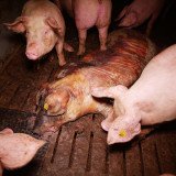 Einladung: VGT-Protest vor Prozess um „Schweine-Leichenstall“ in Korneuburg