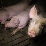 VGT zu VfGH-Ablehnung Antrag Bgld Landesregierung gegen Schweine-Vollspaltenboden