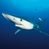 Einladung zu VGT-Aktion: Öffentliches Haifischflossensuppen-Essen für Haischutz