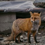 Petition gegen Fuchsjagd in Wien: Jagdfanatiker Hackländer präsentiert sich als Experte