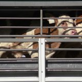 EU-Untersuchungsausschuss zu Tiertransporten bringt fatales Ergebnis 