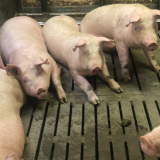 VGT deckt auf: Fotos aus dänischer Schweinehaltung mit „Liegebereich“ wie in Ö geplant