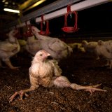 Verwesende Hühner, gequält und zu Tode getrampelt