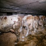 Aufgedeckt: Vernachlässigte Kühe in Anbindehaltung - Anzeige