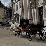 Salzburger Fiaker weiterhin auf nicht genehmigten Straßenflächen unterwegs – Magistrat untätig