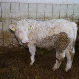 Rindermasten aufgedeckt: 100 Prozent Tierleid aus Österreich 