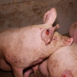 VGT zu Köstinger: 700.000 tote Vollspalten-Schweine ist auch „Lebensmittelverschwendung“