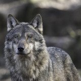 Der Wolf – Fakten über das gefährdete Tier