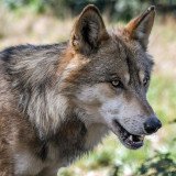Der Wolf – Auswirkungen seiner Rückkehr