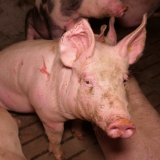  Totalversagen: Entwurf zur Tierschutznovelle bringt kein Vollspaltenboden-Verbot und kein Ende von Kälbertransporten