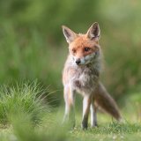 Einladung: Fuchsjagd – Naturschutz oder sinnlose Tierquälerei