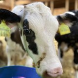 VGT fordert Neuverhandlung der österreichischen Tiertransport-Novelle