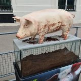 VGT übt bei 1.Ministerrat mit Landwirtschaftsminister Totschnig Kritik an Novelle ohne Tierschutz 