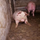 Reform Tierschutzgesetz: ÖVP und Grüne umgehen Begutachtungsprozess