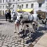 Viel zu spät – Wiens Fiakerpferde haben heute das erste Mal hitzefrei