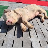 VGT präsentiert totes Schwein auf Vollspaltenboden am Wiener Stephansplatz