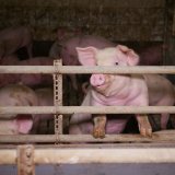 Erneute VGT-Aufdeckung: grässliche Schweine Vollspaltenfabrik in NÖ Bezirk Korneuburg