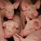 Amtstierärztliche Kontrolle der vom VGT besetzten Schweinefabrik ist erfolgt