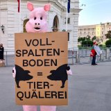 Erfolg des VGT: Regierung ringt sich zu Ende des Schweine-Vollspaltenbodens 2040 durch