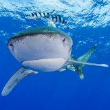 Wie verhalte ich mich bei einer Begegnung mit einem Hai