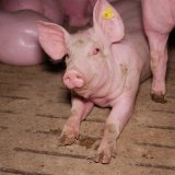 September: VfGH-Normenprüfung des Vollspaltenbodens in VO zur Schweinehaltung