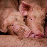 Aktuelle Datenerhebung: Anteil Vollspaltenboden Schweinehaltung von 60 auf 70% gestiegen