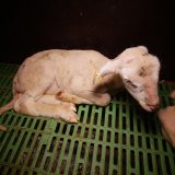 Tiermast-Skandal um qualvoll sterbende Schafe, Rinder in Gülle-Seen