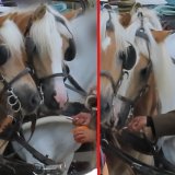 Salzburg: Fiakerfahrer quält Pferd mit Chilipaste 