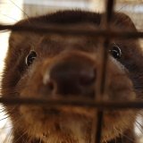 Tierschutz-Erfolg: Lettland verbietet Pelzfarmen