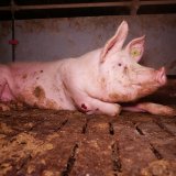 Schweinmast-Prozess Kärnten: VGT legt Schlachthofdokumente vor