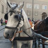 VGT mahnt: Behörden in Salzburg schlafen!