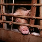 Neuer Tierschutzsprecher der ÖVP kündigt an, Tierschutz-Blockadepolitik weiter zu führen