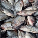 Wie Fische in Österreich getötet werden – Teil 2
