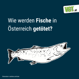 Wie Fische in Österreich getötet werden