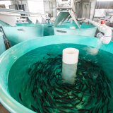 Massentierhaltung von Fischen in Österreich – Teil 1