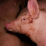 VwGH soll über Liegebereich Schweine entscheiden: vorzeitiges Ende des Vollspaltenbodens?