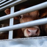 Deutschland beendet Tiertransporte in Drittländer - Wann folgt Österreich?