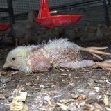 Skandal um Hühnerfleisch-Lieferanten für Lidl weitet sich aus