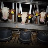 Tiroler Landwirtschaftskammer fühlt sich bedroht durch Hafermilch