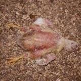 Aufgedeckt: Hühner eiskalt überfahren