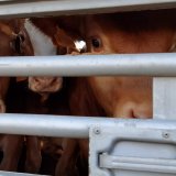 Schärfere EU-Tierschutz-Standards bei Tiertransporten gefordert