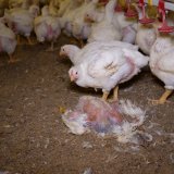 Geheimes Schreiben: Verband der Geflügelbranche verteufelt Aufdeckungen