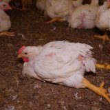 Medienspiegel: Hühner eiskalt überfahren