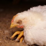 Pressekonferenz: Hühnermast-Skandal umfasst weitere Betriebe! 