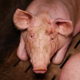 Im Jahr 2023 werden Schweine-Vollspalten auch für Neu- und Umbauten erlaubt bleiben