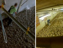 Arbeiter erschlägt Hühner